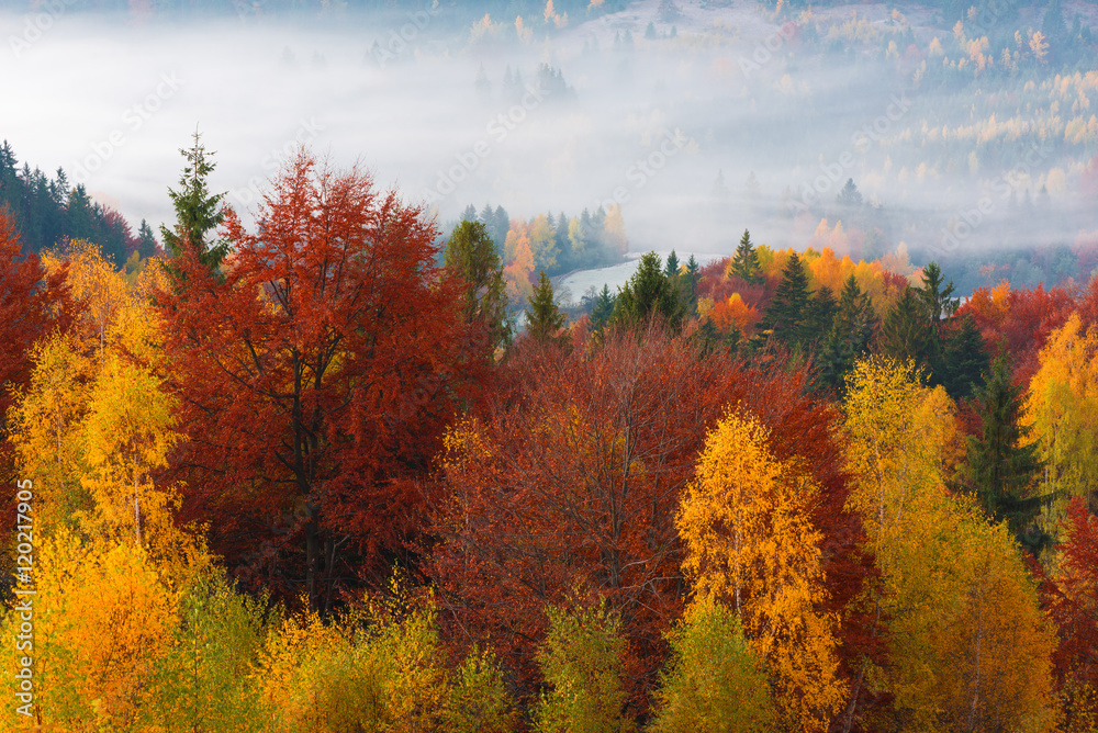 Autumn landscape with morning fog