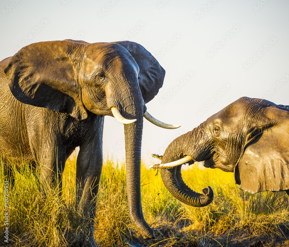 Naklejka premium Elephants Playing In Mud