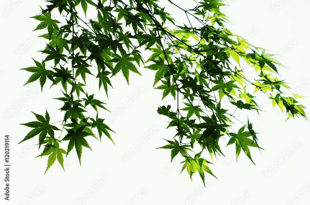 背景素材・新緑 背景素材・新緑