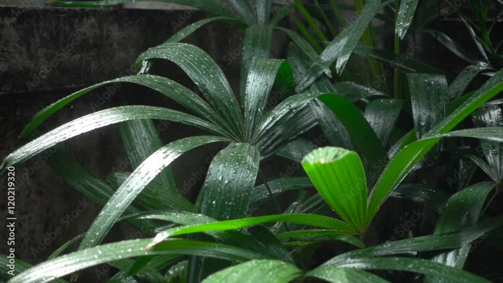 custom made wallpaper toronto digitalRaindrops Breaking on Leaves of Plants. Slow Motion