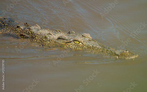 Crocodile in Hippo Pool, Serengeti, Africa