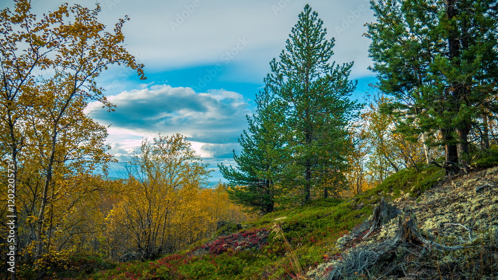 Autumn tundra
