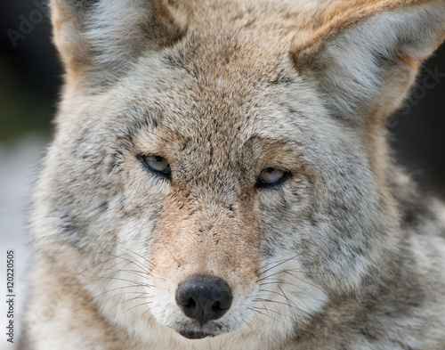 Coyote Closeup