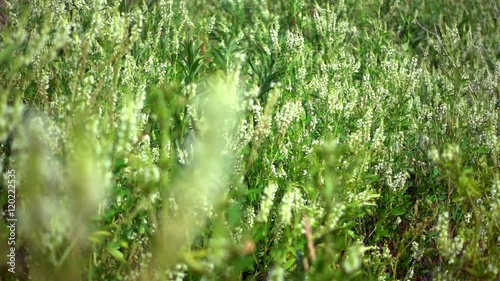 Slow Motion Long Green Sea Plant and Flowers Moving in the Wind on the Shore of the Ocean photo