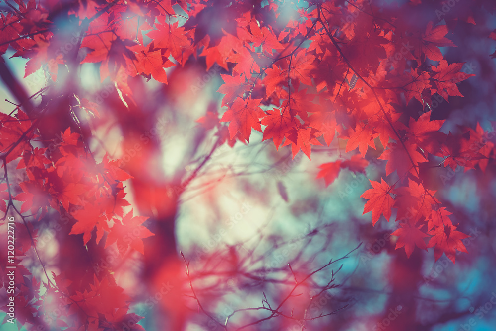 maple leaf red autumn tree blurred background maple leaf red autumn tree blurred background