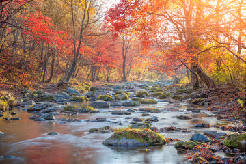 Wandcirkels Herfst Herfstbeek door geel bladerbos  © powerstock