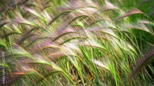 Slow Motion Long Sea Wheat Moving in the Wind on the Shore of the Ocean photo