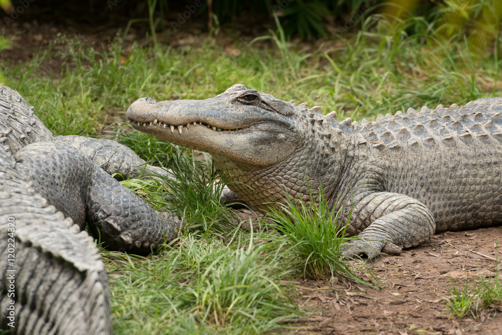 Fototapeta premium Lazy crocodile laying on grass after lunch