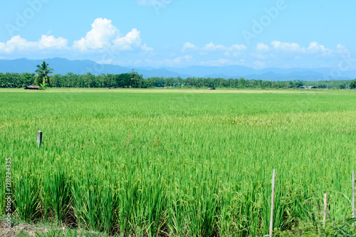 Beautiful green rice paddy field. Rice terrace  thailand