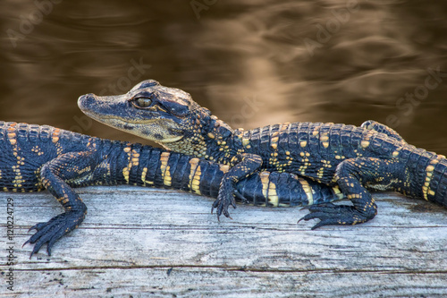 Baby American Alligator   American Alligator hatchling