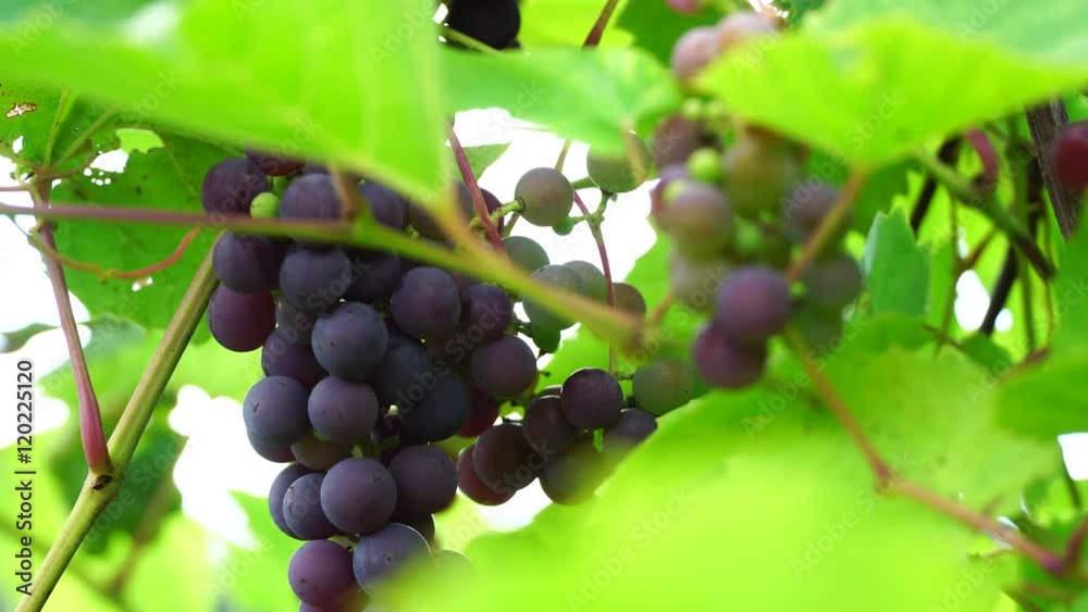 Grapes on a sunny day, clusters of bright colors, through the sun's rays Grapes on a sunny day, clusters of bright colors, through the sun's rays