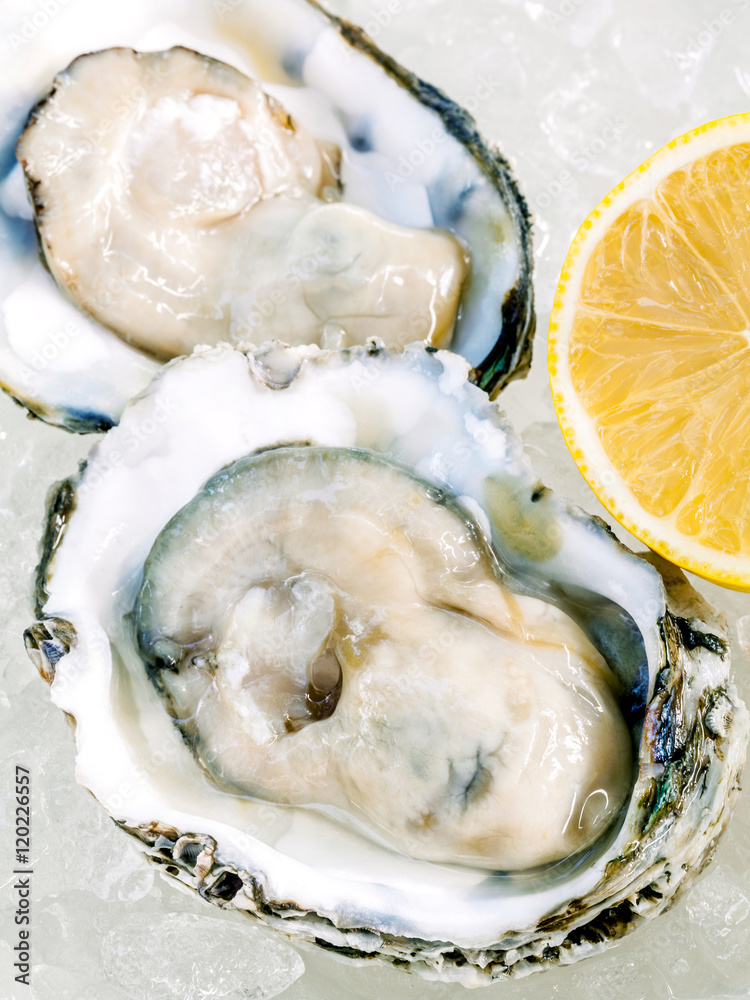 Fresh Oysters with lemon on ice background. Opened fresh oysters Fresh Oysters with lemon on ice background. Opened fresh oysters