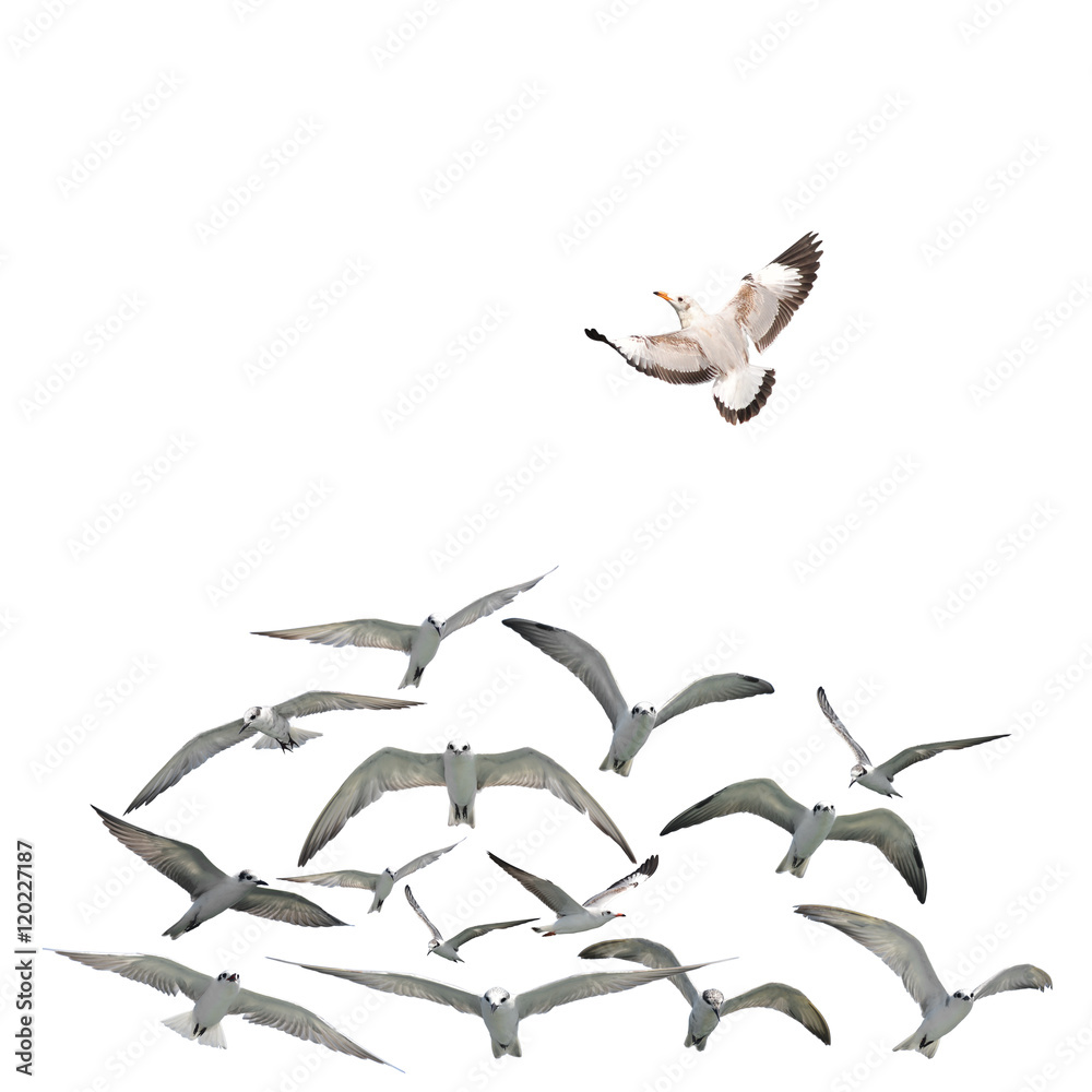 Obraz premium group of flying seagull birds