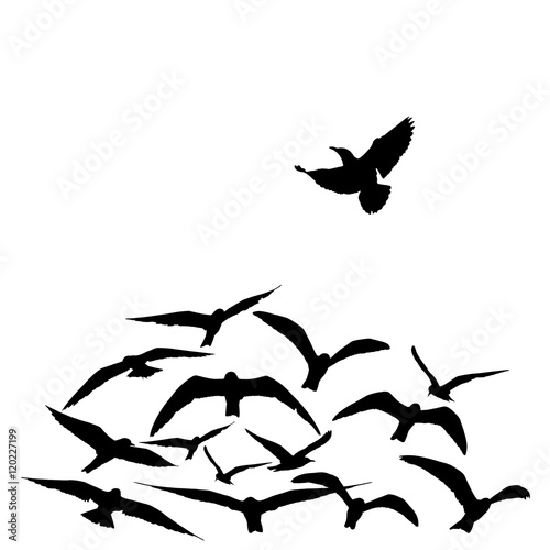 Photos group of flying seagull birds