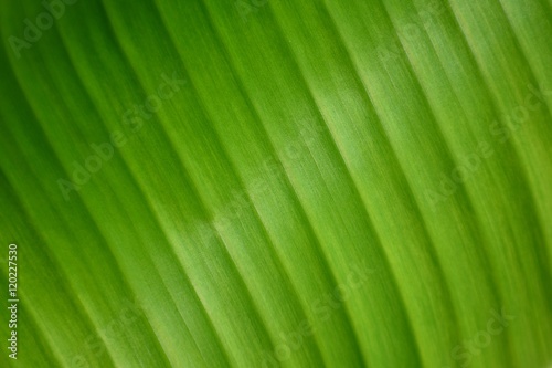 beautiful banana leaf texture background-closeup