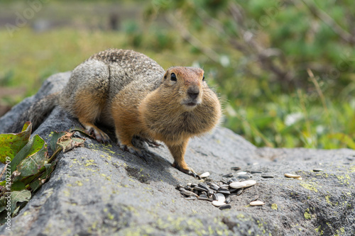 Arctic ground squirrel eating seeds on rock. Kamchatka. photo