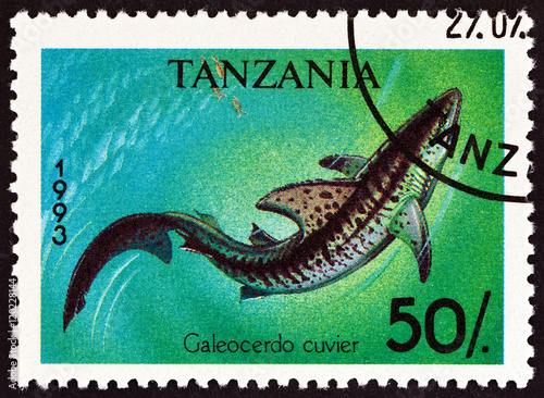 Tiger shark, Galeocerdo cuvier (Tanzania 1993)