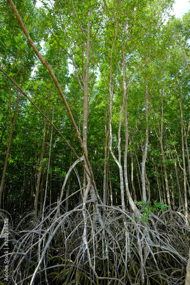 the magnificent mangrove forest the magnificent mangrove forest