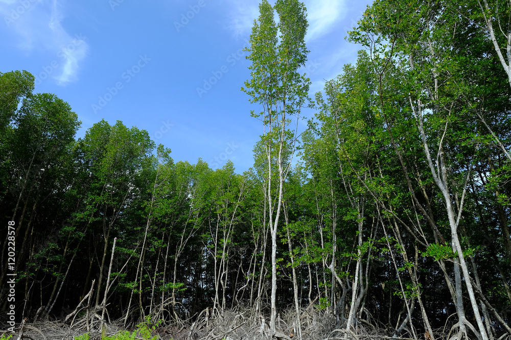 Fototapeta premium the magnificent mangrove forest 
