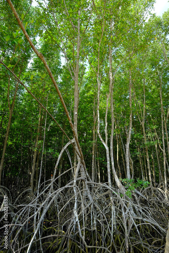 the magnificent mangrove forest 