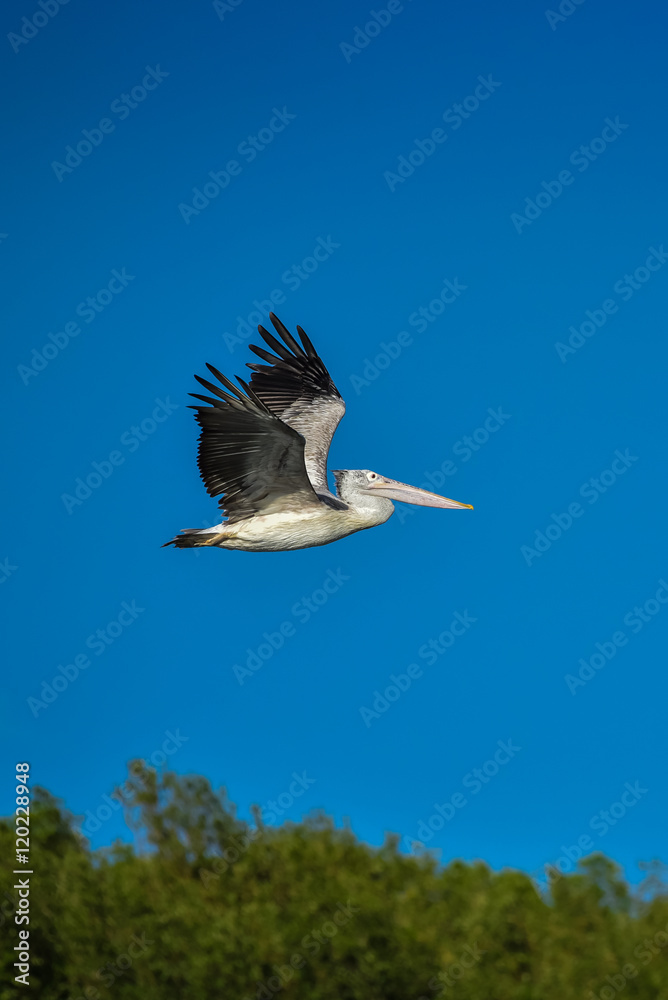 Fototapeta premium Spot-billed Pelican were flying