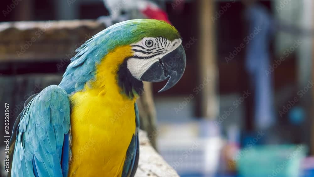 Macaw parrot. Blue yellow macaw parrot. Blue golden macaw parrot. Ara ararauna. Neotropical parrots macaws. Blue macaw parrot bird. Blue macaw ara animal. Blue macaw parrot colorful.