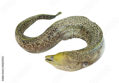 Moray eel fish isolated on white background photo