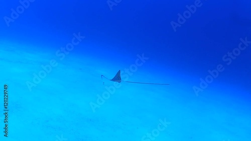 Wallpaper Mural Juvenile Spotted Eagle Ray swimming and feeding in ocean Torontodigital.ca