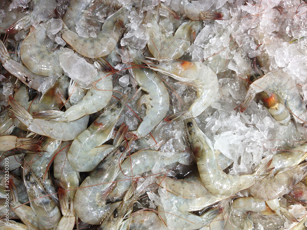 fresh shrimp on ice at the market fresh shrimp on ice at the market