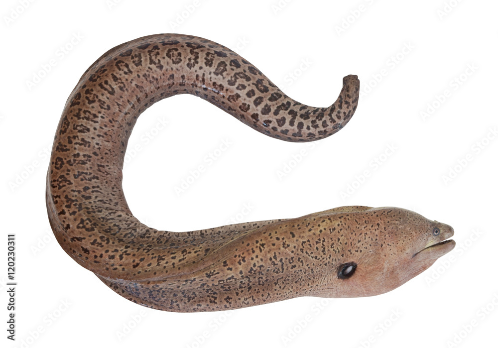 Obraz premium Moray eel fish isolated on white background