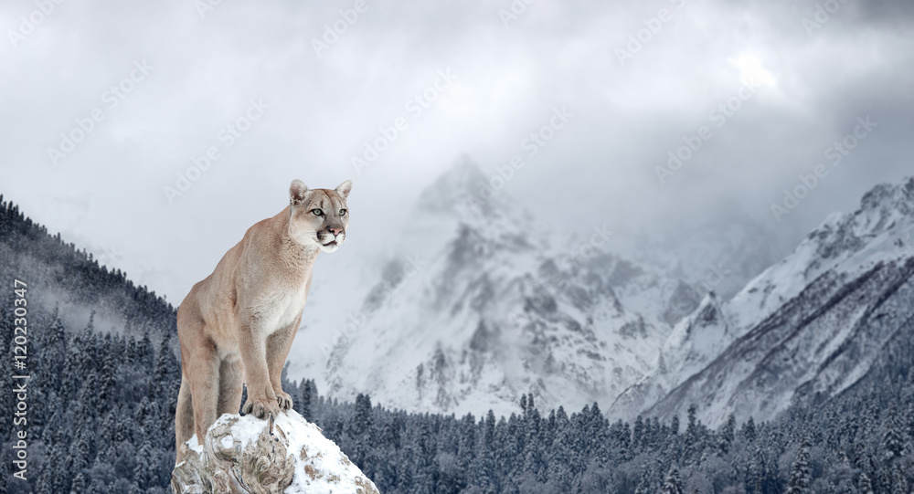 Obraz premium Portret kuguara, lwa górskiego, pumy, zimowych gór