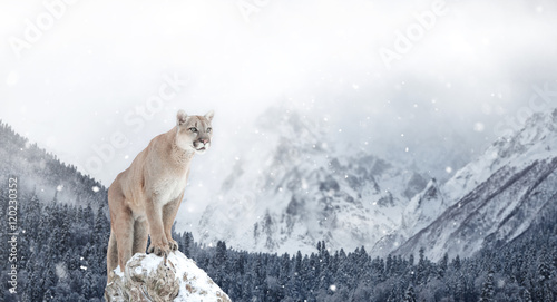 Portrait of a cougar, mountain lion, puma, Winter mountains