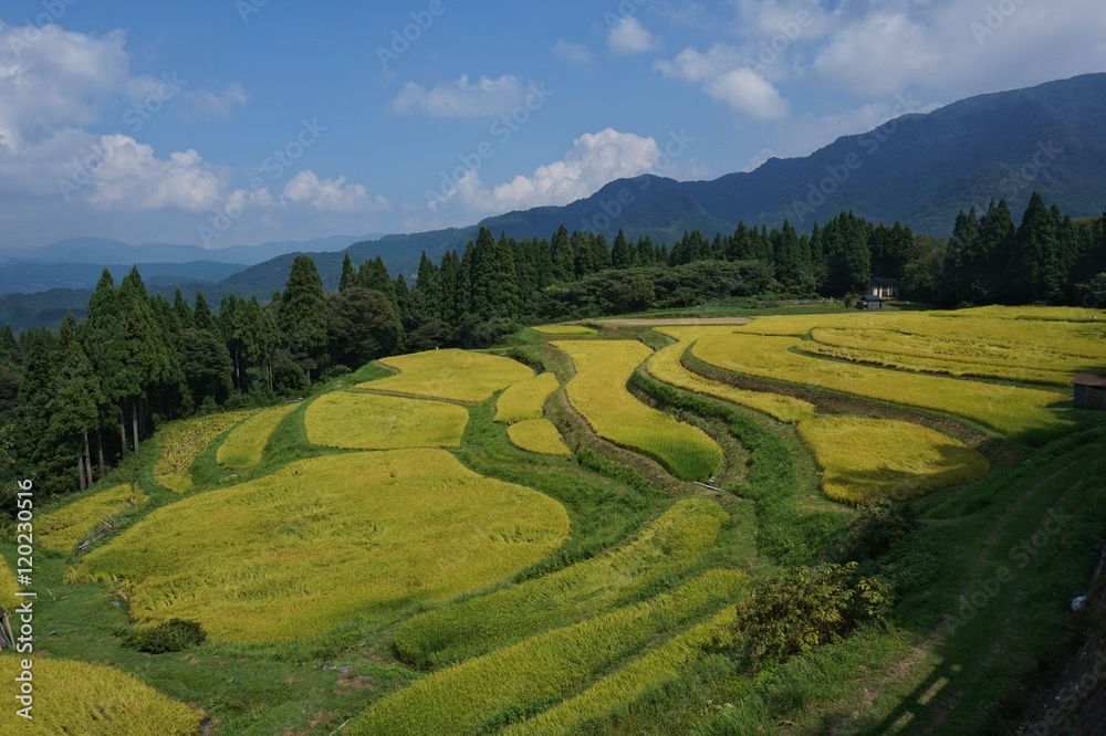うへ山の棚田
