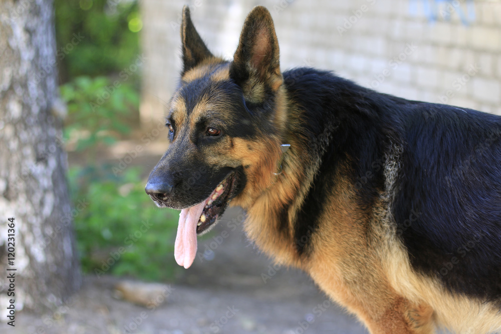 Dog german shepherd in a summer day Dog german shepherd in a summer day
