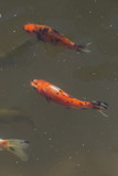 Koi carp floating at the surface.