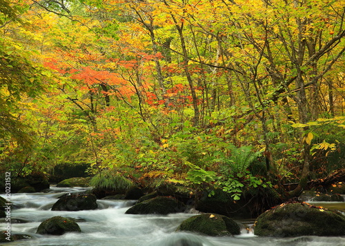 奥入瀬渓流の紅葉