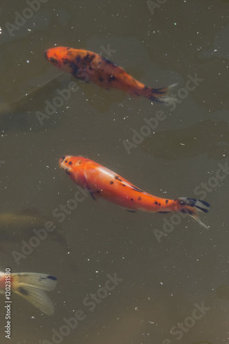 Koi carp floating at the surface. © lapis2380