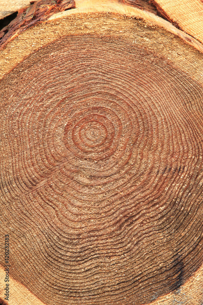 Naklejka premium 木材の丸太 