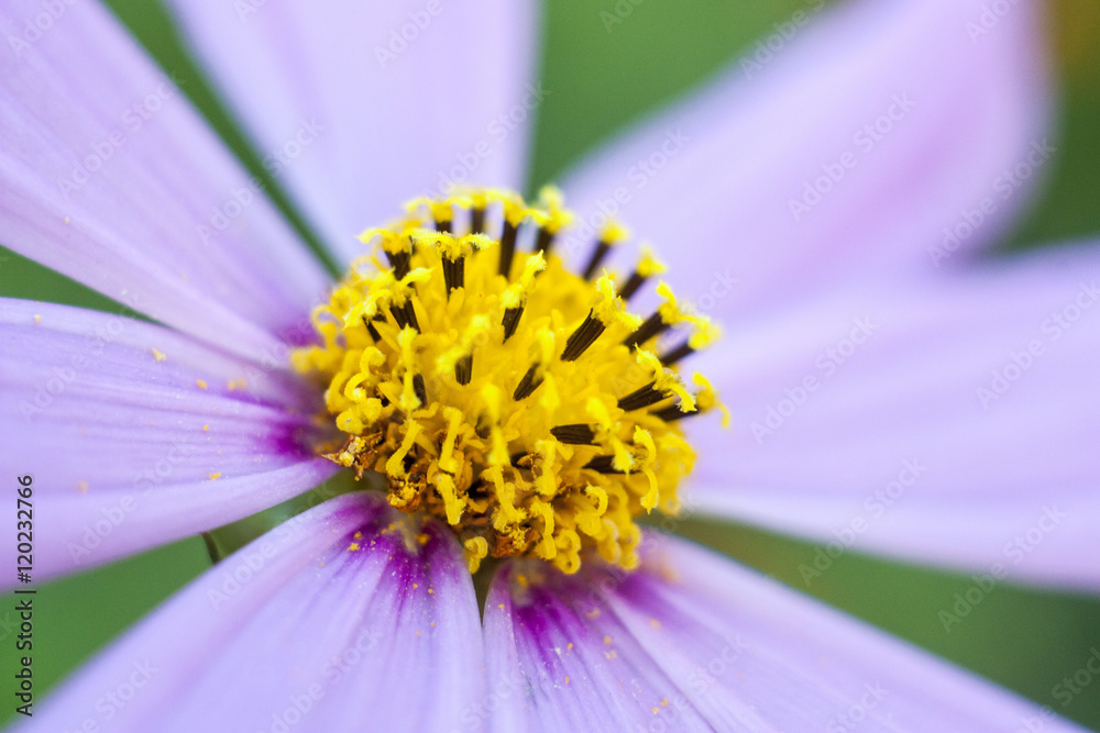 Pink flower close up