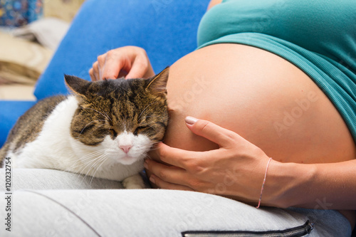 Belly of pregnant young wooman and cat sitting near