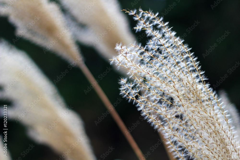 Fototapeta premium ススキ Japanese silver grass