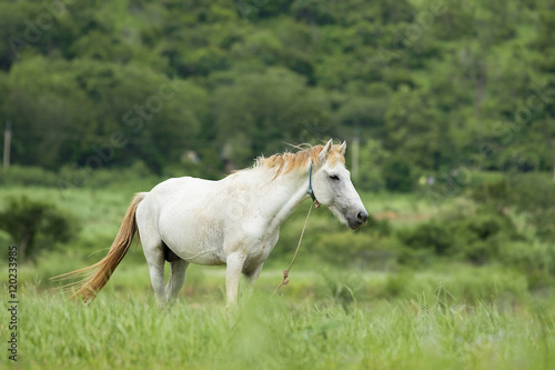 white horse © tuelekza