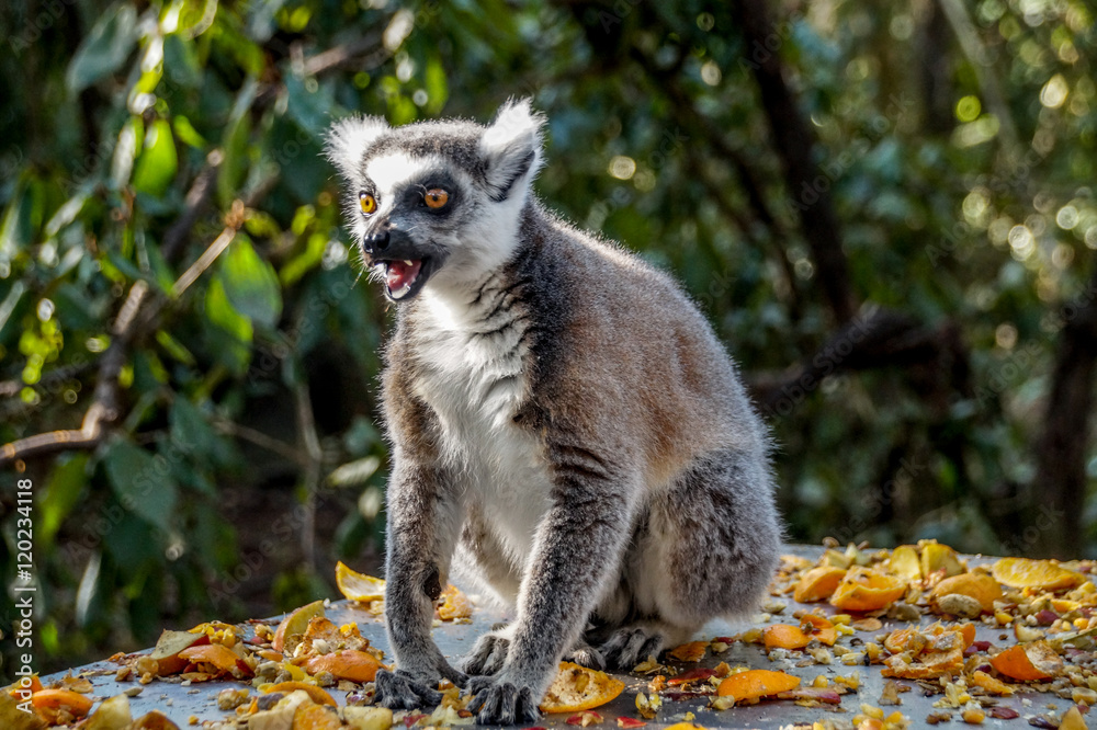 Obraz premium Lemur Monkey, South Africa