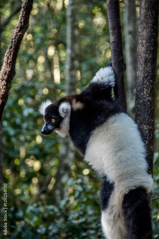 Black and White Ruffed Lemur Monkey, South Africa