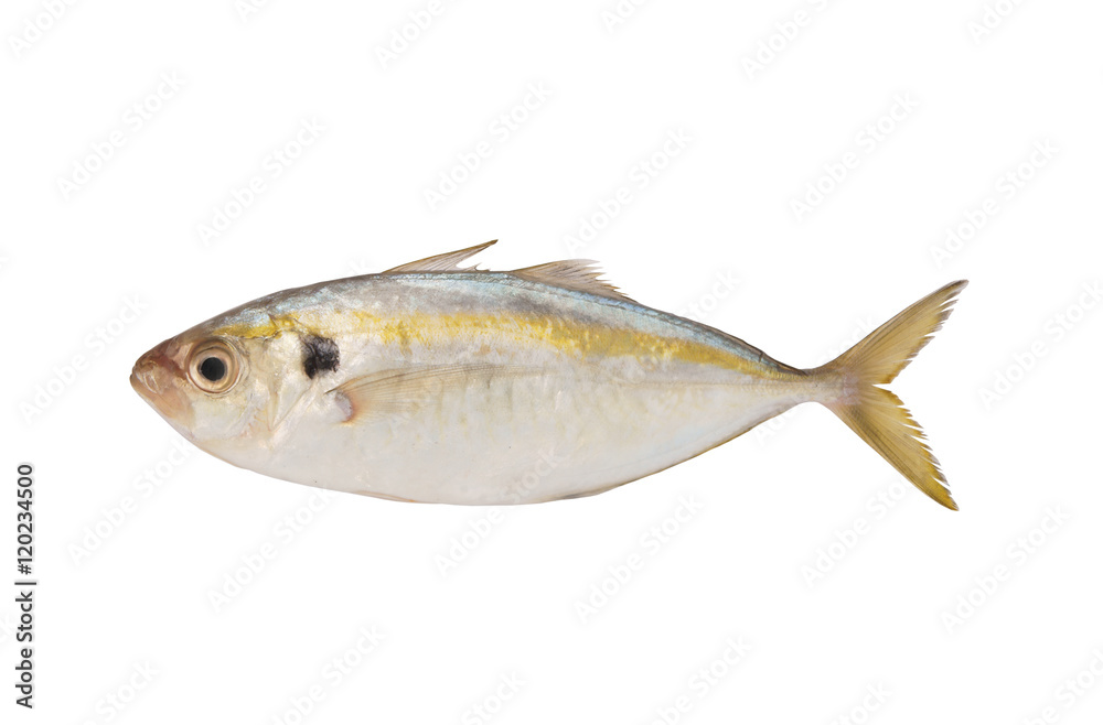 Fresh horse mackerel fish isolated on white background Fresh horse mackerel fish isolated on white background