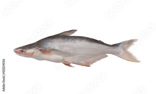 Fresh pangasius fish isolated on white background photo