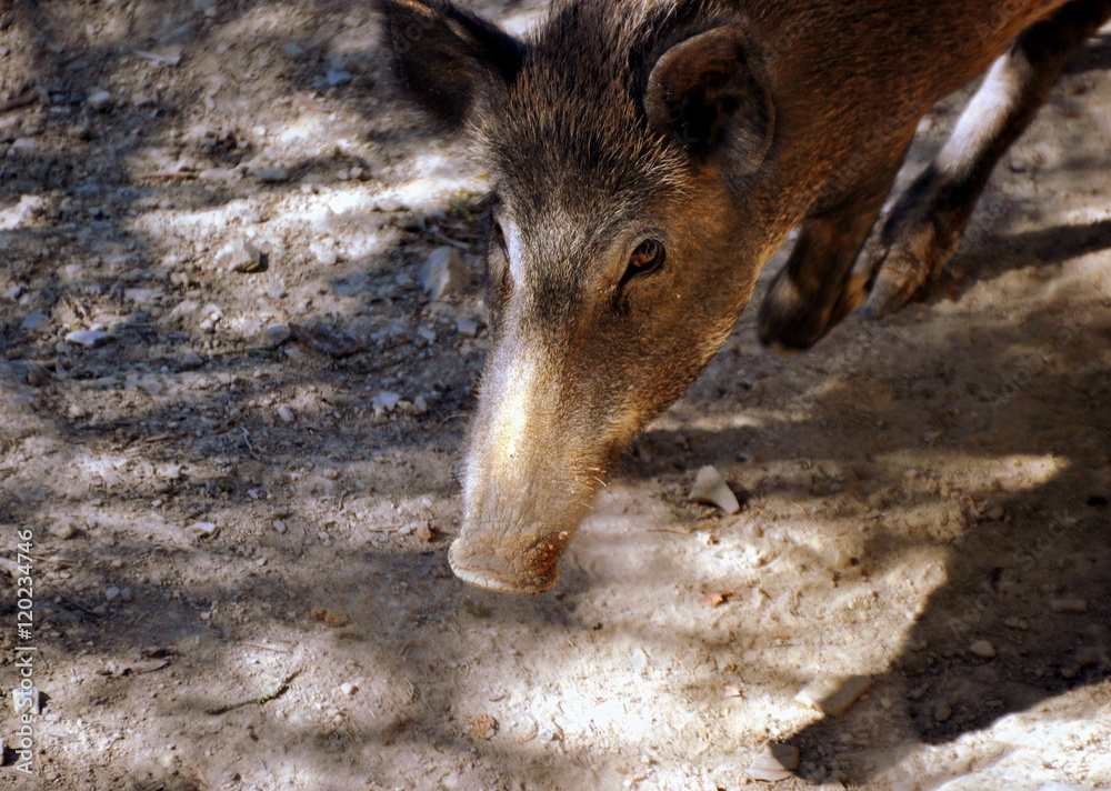 Fototapeta premium Chianti - Wildschwein