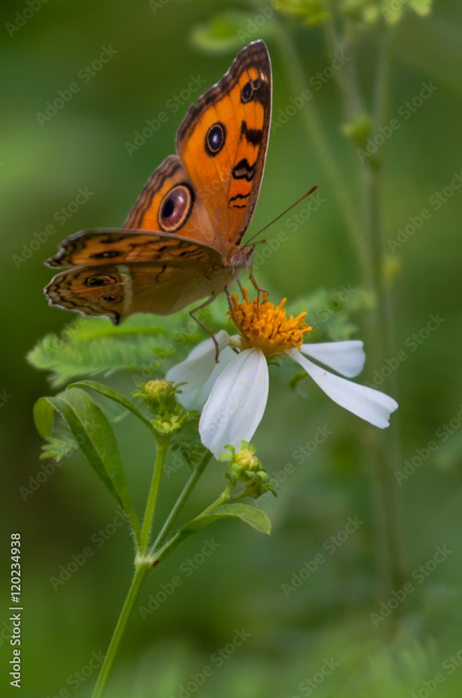 Obraz premium Butterflies