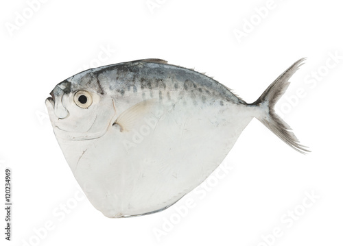 Fresh moonfish isolated on white background photo