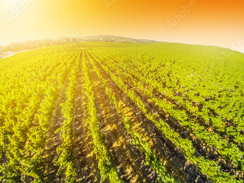 Spectacular aerial view at sunset of a vineyard in California. Napa Valley is the main wine growing region of the United States and one of the major wine regions of the world.